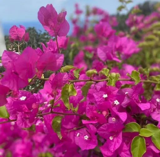 Andros -stone House With Shared Pool & Seaview בית נופש